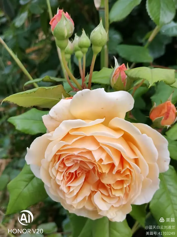 月季、枚瑰与蔷薇